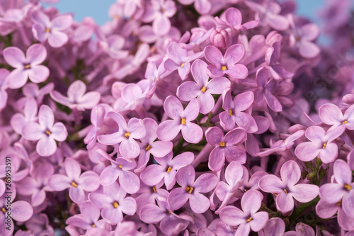 Lilac blooming close up macro