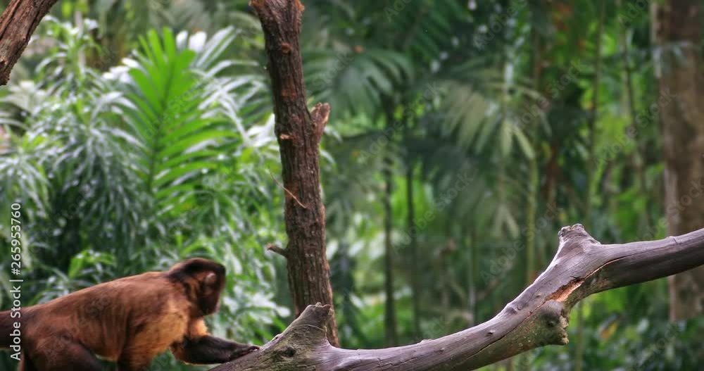 Wild animals 4K slow motion video. Monkey in jungle forest walks on tree branch