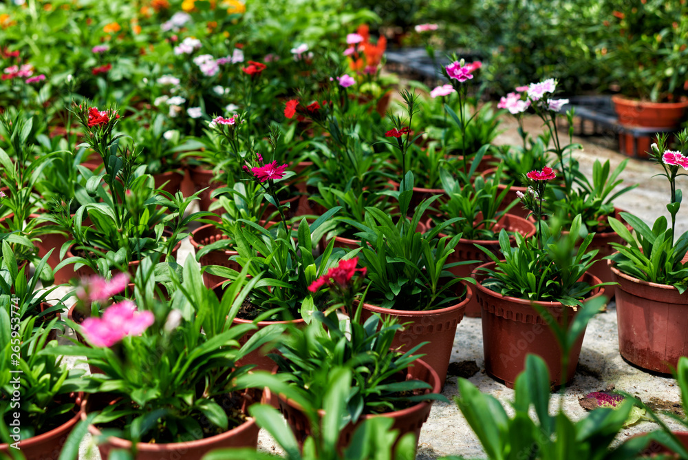 Beautiful arrangement of plants in a flowers shop. Flowers for sale at a flowers market. Colorful flowers on a blurred background greenhouses. Production and cultivation of flowers. Plantation.