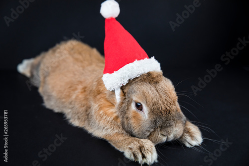 Dwarf rabbit breed sheep in the Christmas cap lies. New Year's photo session. Mammal pet.
