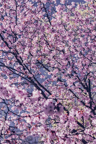 Blooming cherry branch in the spring garden at the wedding ceremony