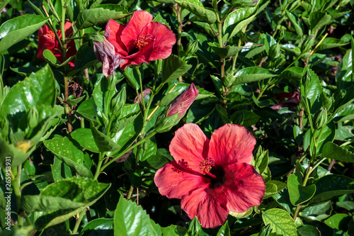 Blooming red Chinese rose. The flowers of the Chinese hibiscus. Bungaraya Malaysian.