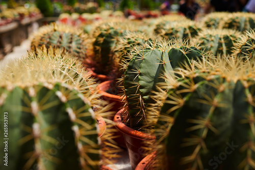 Collection of cactus plants in pots. Small ornamental plant. Selective focus, top-view shot. Cactus plant pattern. Natural background. Green texture background.