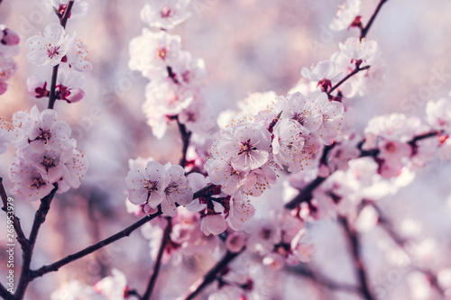 Choose soft focus, beautiful cherry blossom or another name in Thailand that the flower 