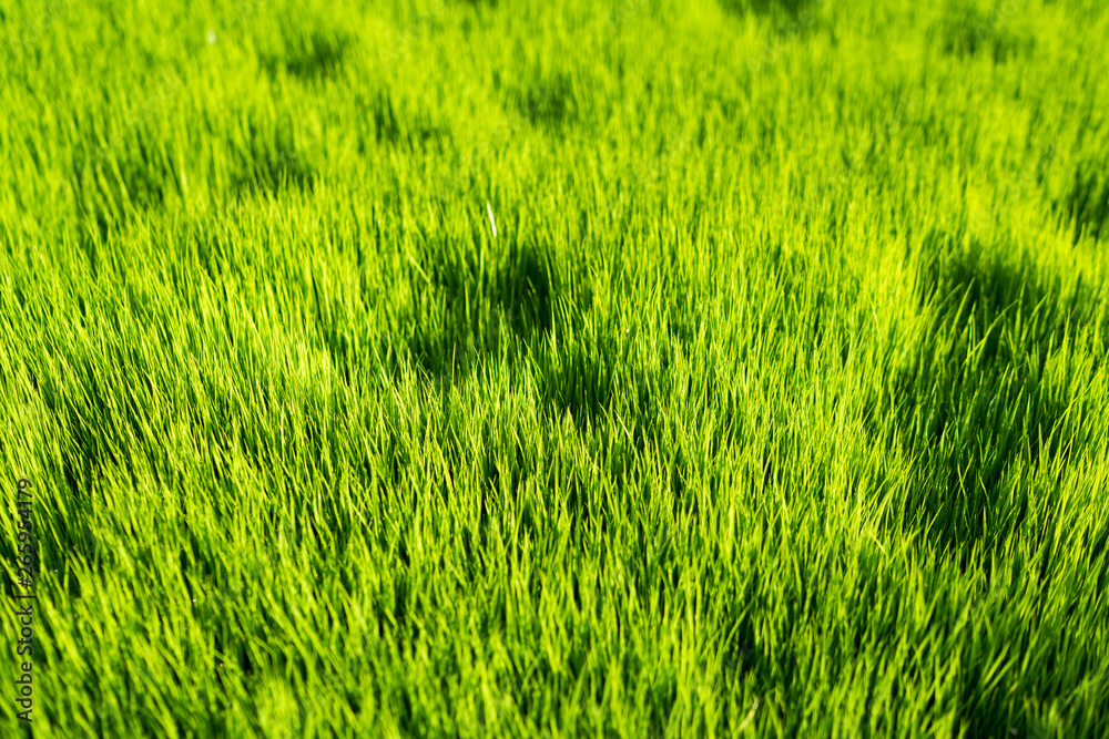 Obraz premium Meadow green rice agriculture landscape use for wallpaper and backdrop.