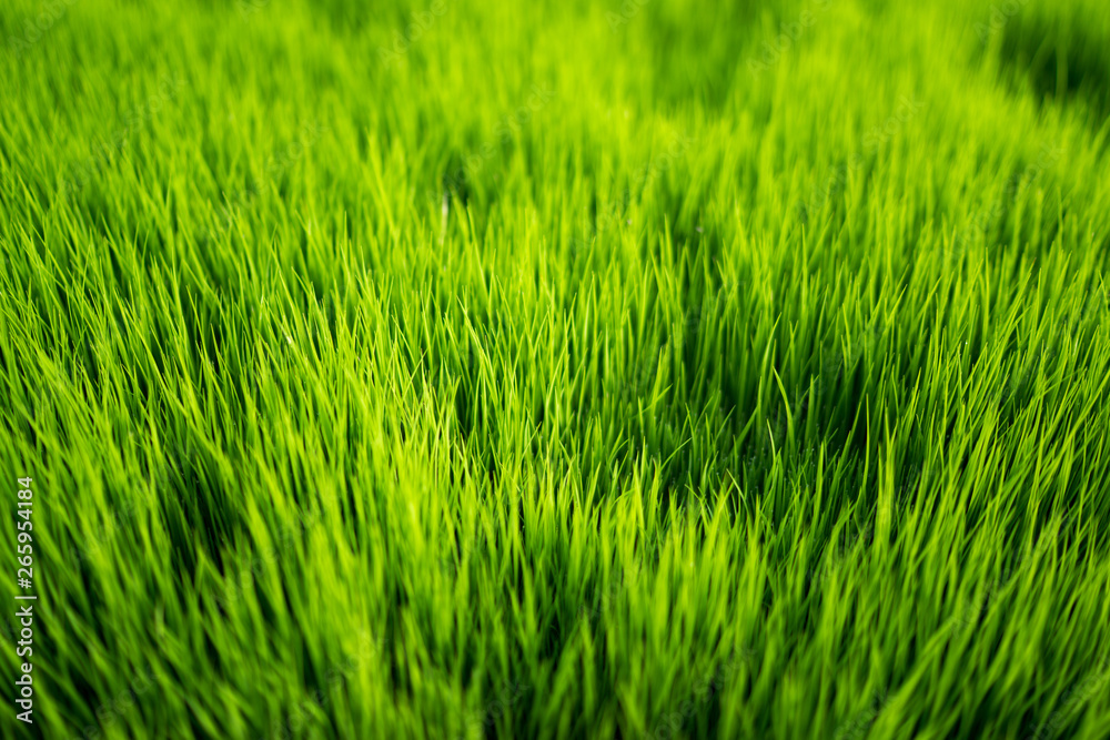 Fresh healthy green bio background with abstract blurred grass and bright summer sunlight and copyspace for your text or advertisment. Fresh healthy green bio background with abstract blurred grass and bright summer sunlight and copyspace for your text or advertisment.