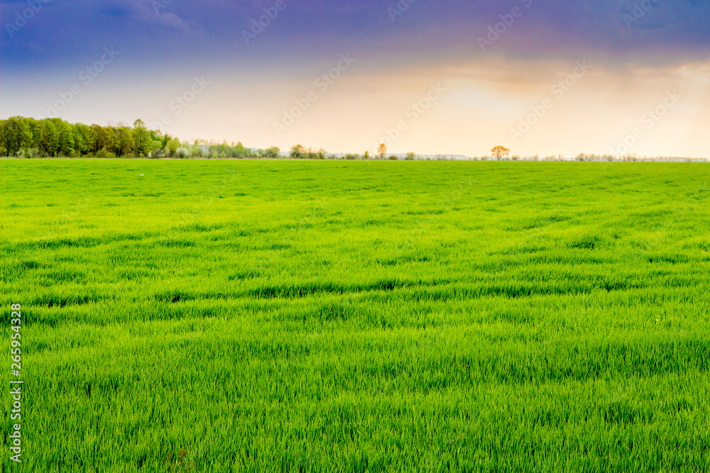 Obraz premium Spacious field with bright green grass during the sunset_