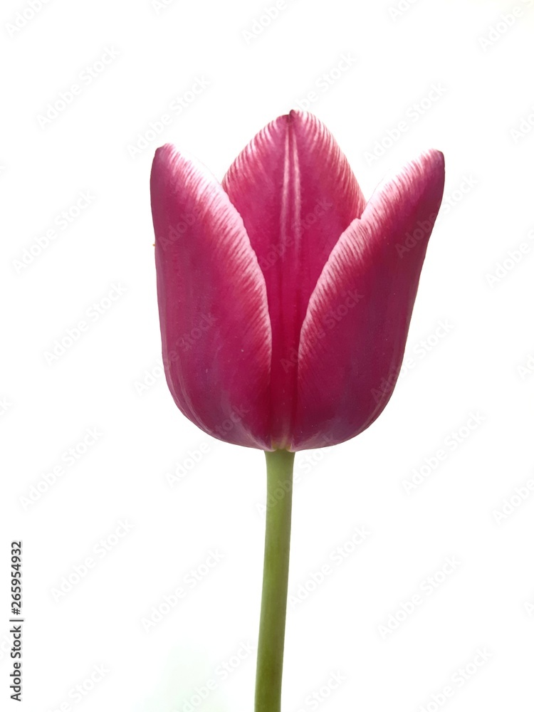 Violet tulip on isolated background Violet tulip on isolated background