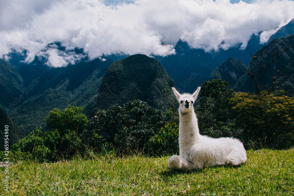 Fototapeta premium lLamas on the background of lost Machu Picchu city ruins in Peru with green hills and stone walls with soft focus.
