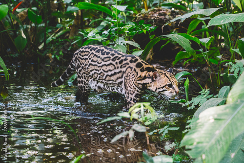A Jaguar in the Amazon rainforest. Iquitos  Peru. Selective focus.