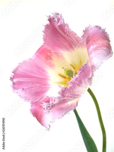 Pink fringed tulip on isolated background