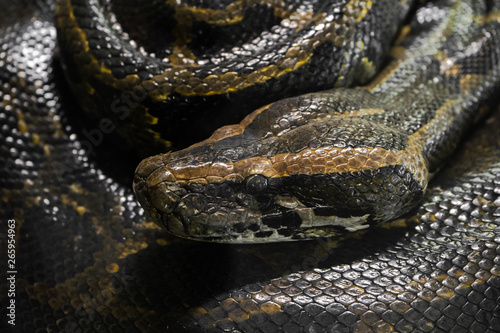 Python portrait close up