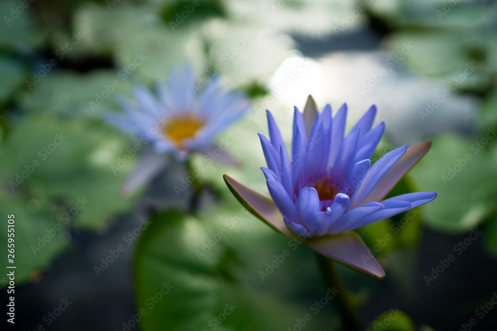 Beautiful water lily or lotus flower with green leaf in pond. Nature background. Lotus flower in the natural conditions of the reservoir. Beautiful water lily or lotus flower with green leaf in pond. Nature background. Lotus flower in the natural conditions of the reservoir.