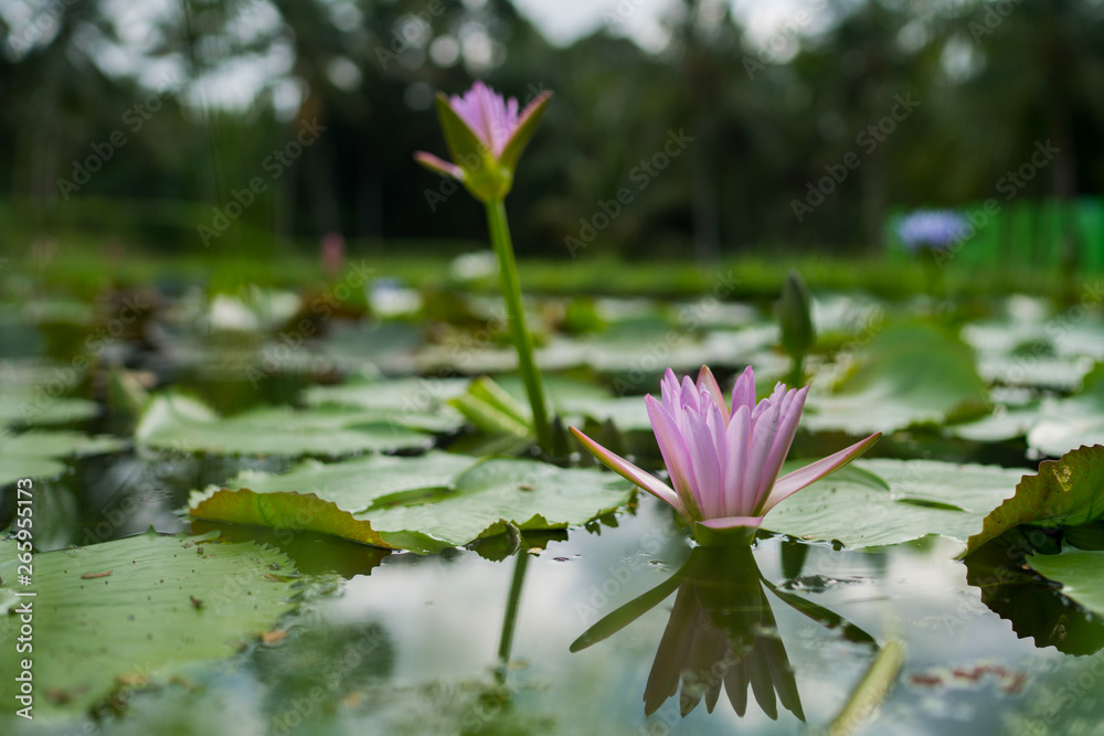 Beautiful pink water lily or lotus flower with green leaf in pond. Nature background. Lotus flower in the natural conditions of the reservoir. Beautiful pink water lily or lotus flower with green leaf in pond. Nature background. Lotus flower in the natural conditions of the reservoir.