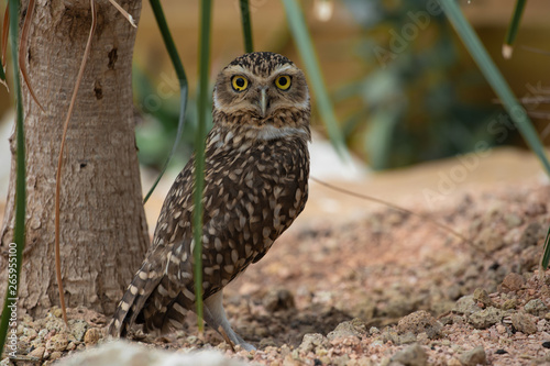 Bilde på lerret The burrowing owl (Athene cunicularia)