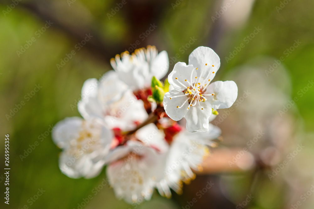 Fototapeta premium Japanese apricot flowers. Prunus mume tree in full bloom. Sunlit flowers of white color in the light of setting sun in early spring evening