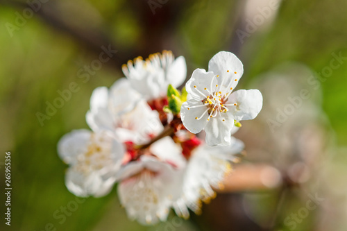 Japanese apricot flowers. Prunus mume tree in full bloom. Sunlit flowers of white color in the light of setting sun in early spring evening
