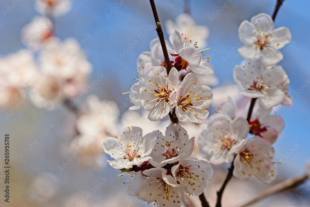 Obraz premium Japanese apricot flowers. Prunus mume tree in full bloom. Sunlit flowers of white color in the light of setting sun in early spring evening