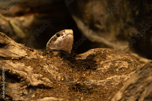 Deadliest snake portrait photo