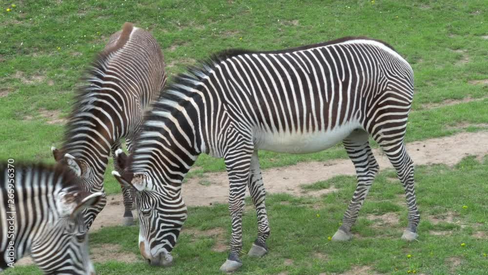 Herd of The Grevy's zebra (Equus grevyi) grazing on green grass Herd of The Grevy's zebra (Equus grevyi) grazing on green grass