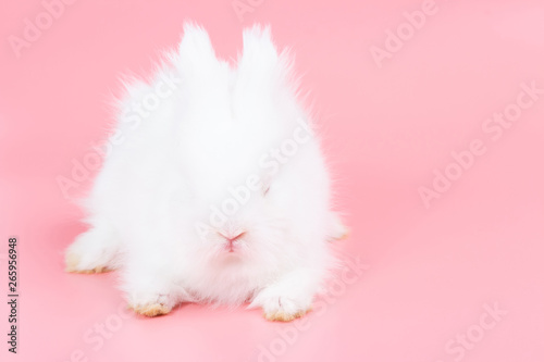 White adorable baby rabbit on pink background. Cute baby rabbit. © natsarun