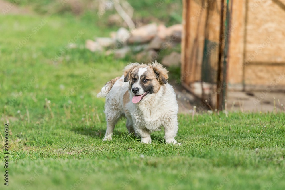 cute mix breed dog