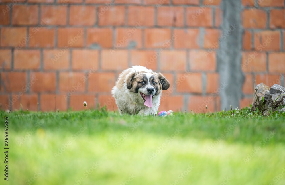 Fototapeta premium running dog in grass
