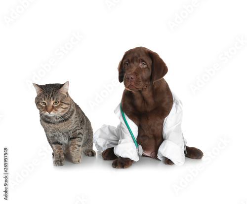 Cute dog in uniform with stethoscope as veterinarian and cat on white background