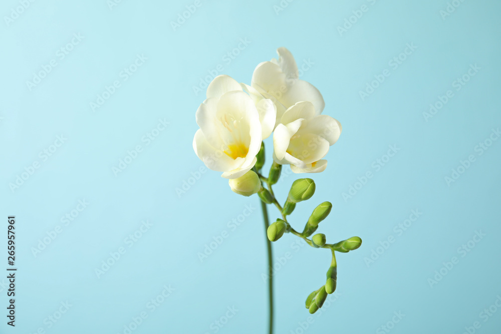 Beautiful freesia with fragrant flowers on color background Beautiful freesia with fragrant flowers on color background