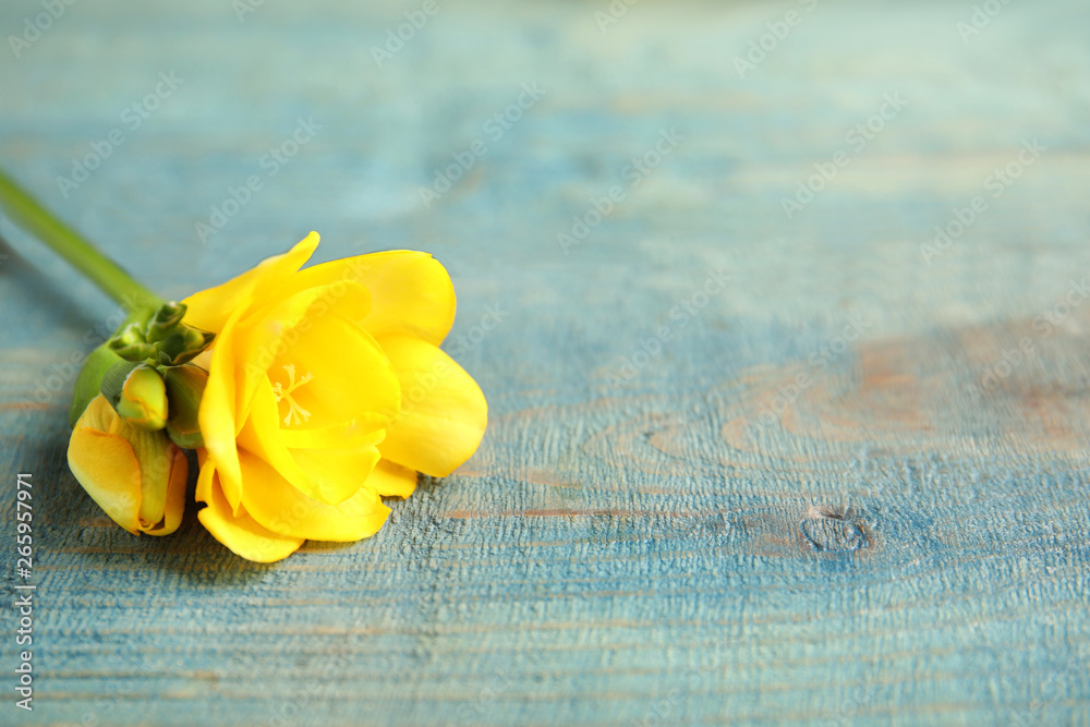 Beautiful fresh freesia with fragrant flowers on color background, closeup. Space for text Beautiful fresh freesia with fragrant flowers on color background, closeup. Space for text