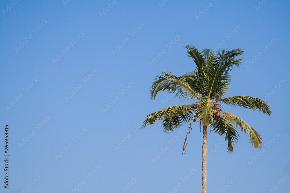 Palms minimalism against the sky Palms minimalism against the sky