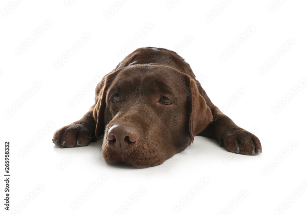 Chocolate labrador retriever lying on white background