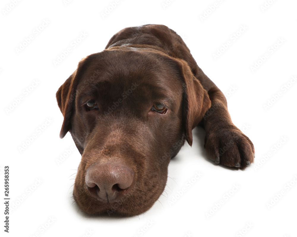 Chocolate labrador retriever lying on white background