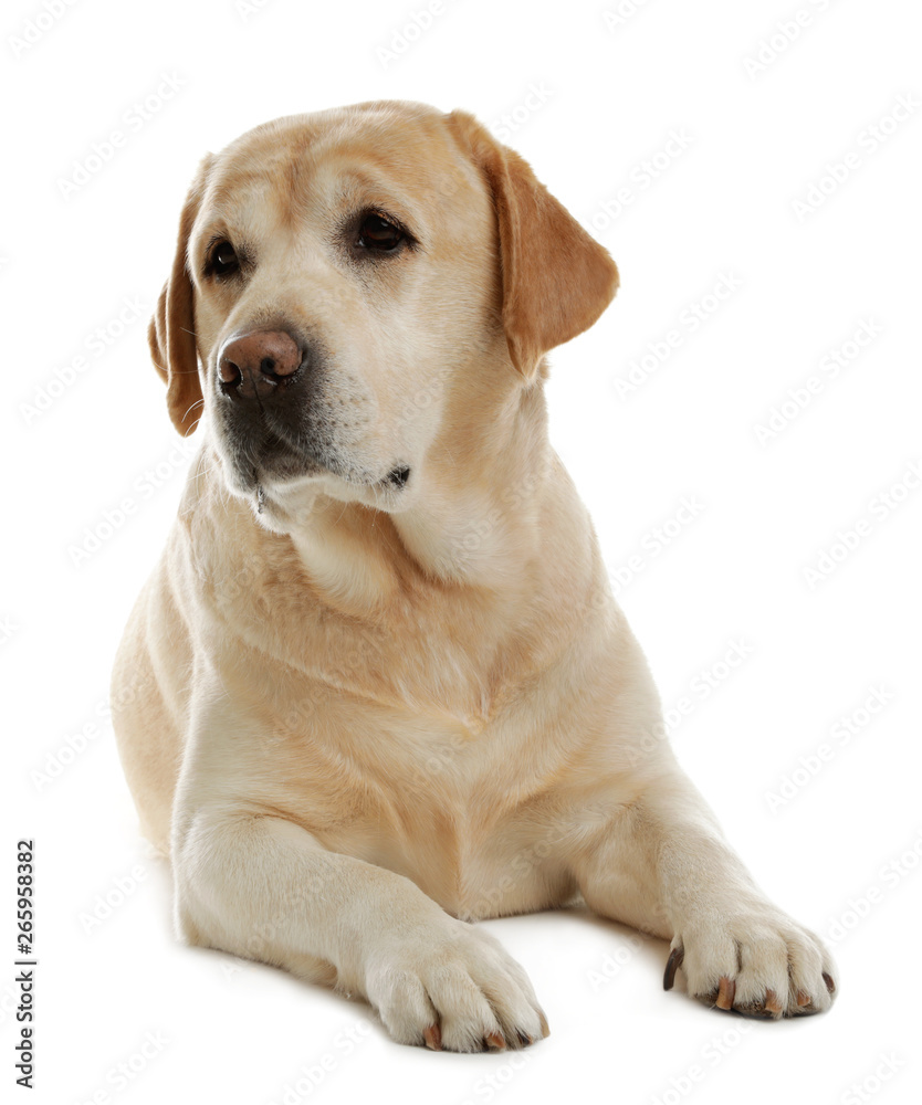 Yellow labrador retriever lying on white background Yellow labrador retriever lying on white background