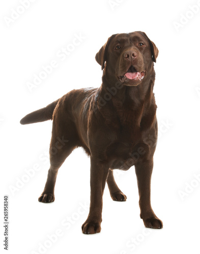 Chocolate labrador retriever standing on white background