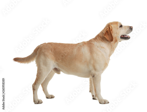 Fotografie, Obraz Yellow labrador retriever standing on white background
