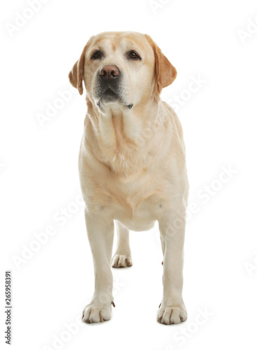 Yellow labrador retriever standing on white background © New Africa