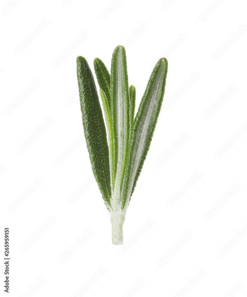 Fresh green rosemary leaves on white background Fresh green rosemary leaves on white background