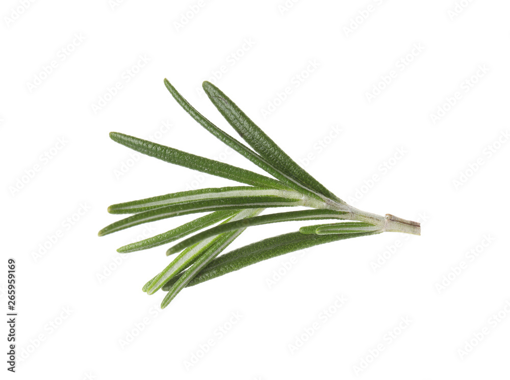 Fototapeta premium Fresh green rosemary leaves on white background