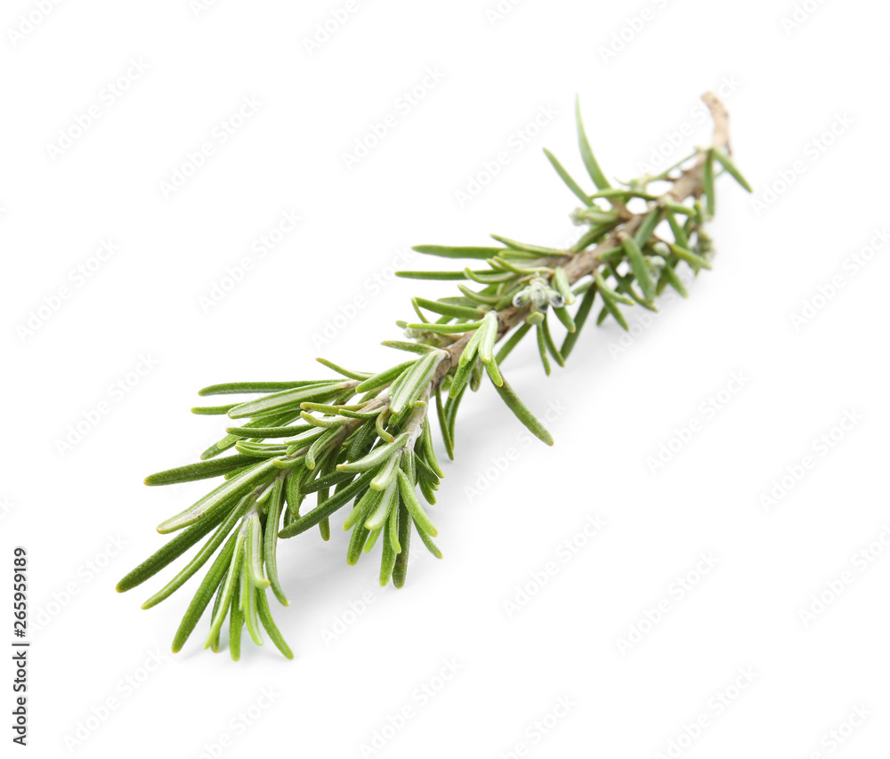 Fresh green rosemary twig on white background