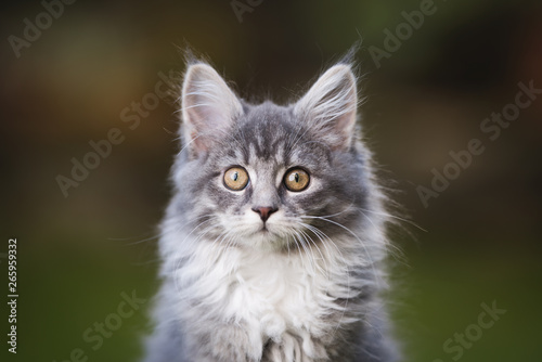 close up portrait of a blue tabby maine coon kitten in the garden looking at camera