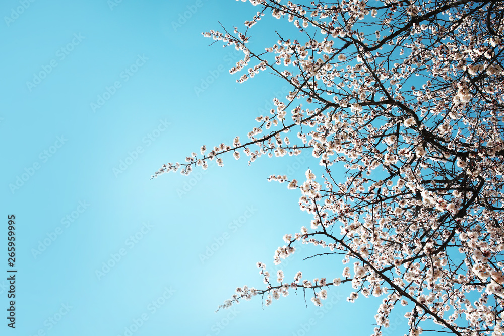 Branches of blossoming apricot tree on sunny day outdoors. Springtime Branches of blossoming apricot tree on sunny day outdoors. Springtime