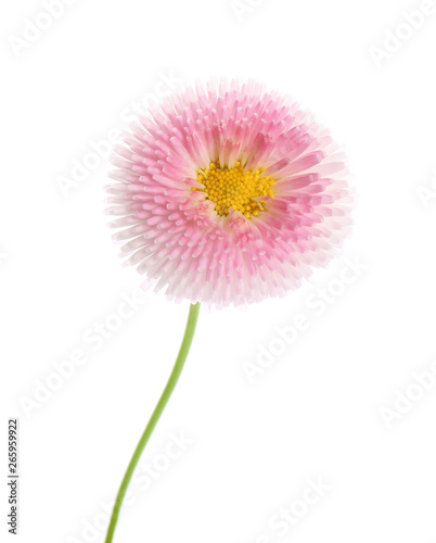 Beautiful blooming daisy against white background. Spring flower