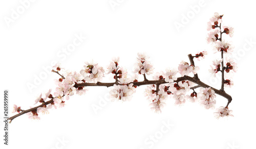 Beautiful blossoming apricot tree branch on white background