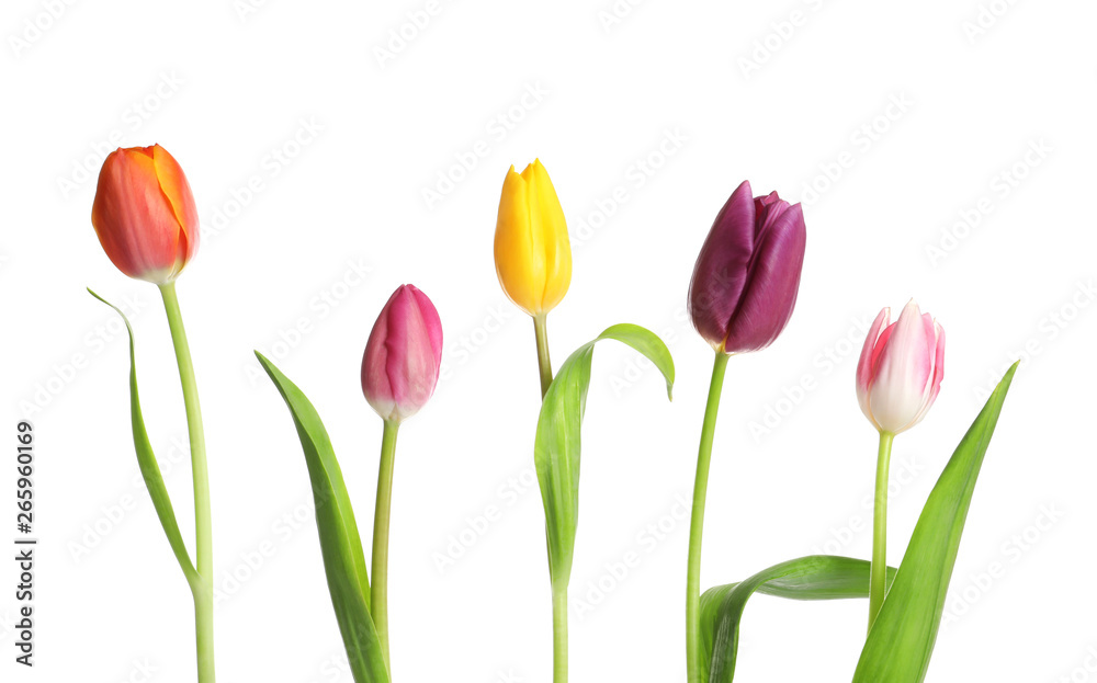 Beautiful bright tulips on white background. Spring flowers