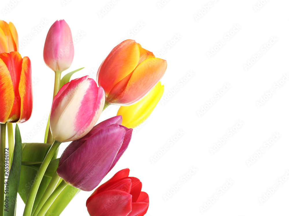 Beautiful bright tulips on white background. Spring flowers