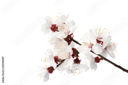 Branch with beautiful fresh spring flowers on white background