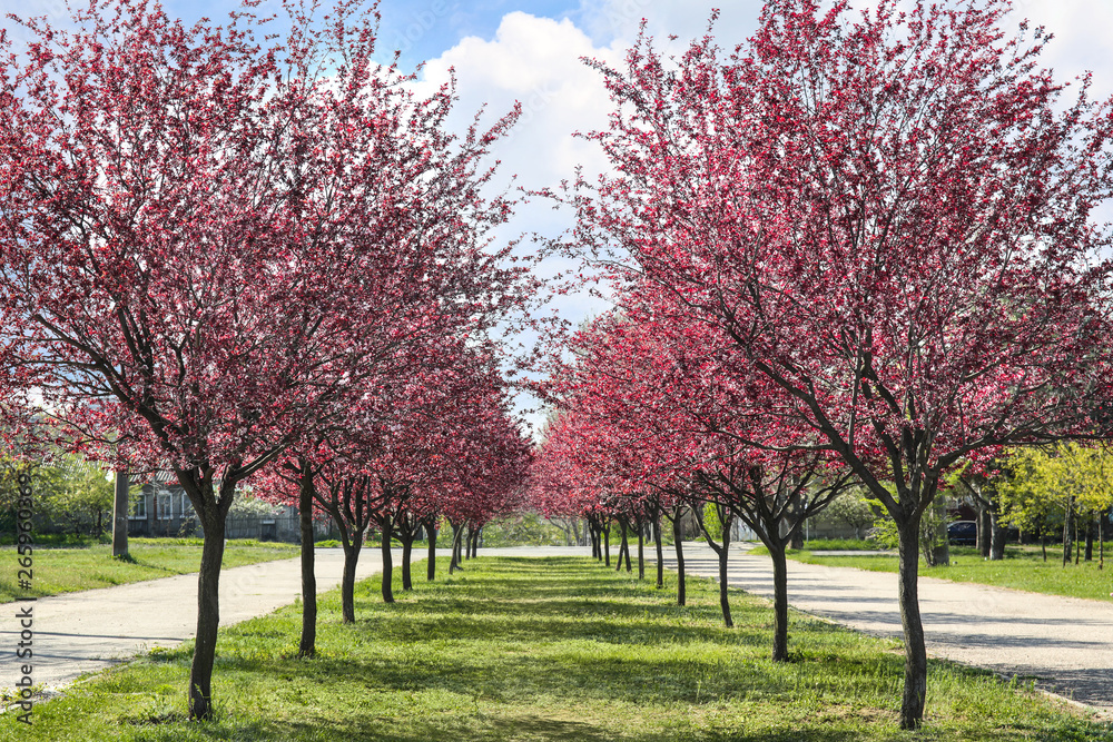 View of beautiful park with spring trees on sunny day View of beautiful park with spring trees on sunny day