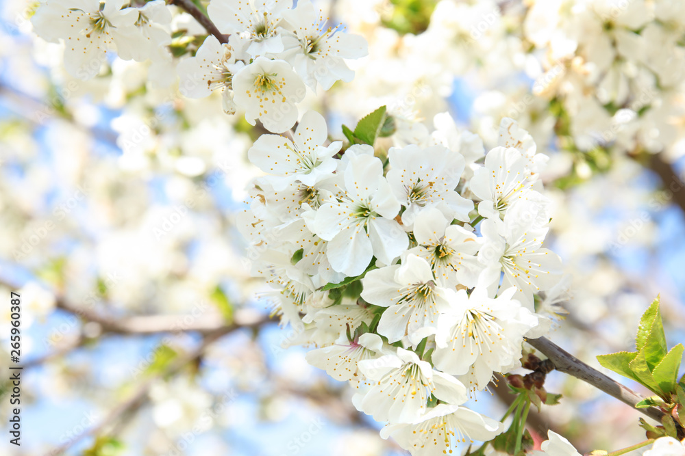 Closeup view of blooming spring tree on sunny day