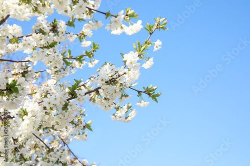 Closeup view of blooming spring tree against blue sky on sunny day. Space for text